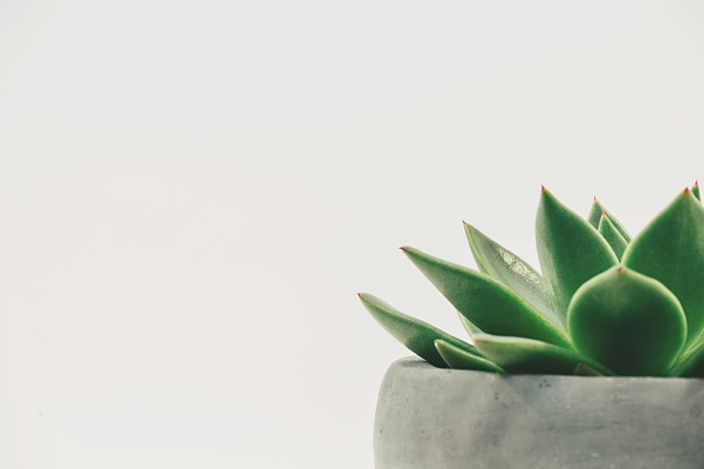 Natural Skin Care: 4 Particular Ways to Use&nbsp;Aloe